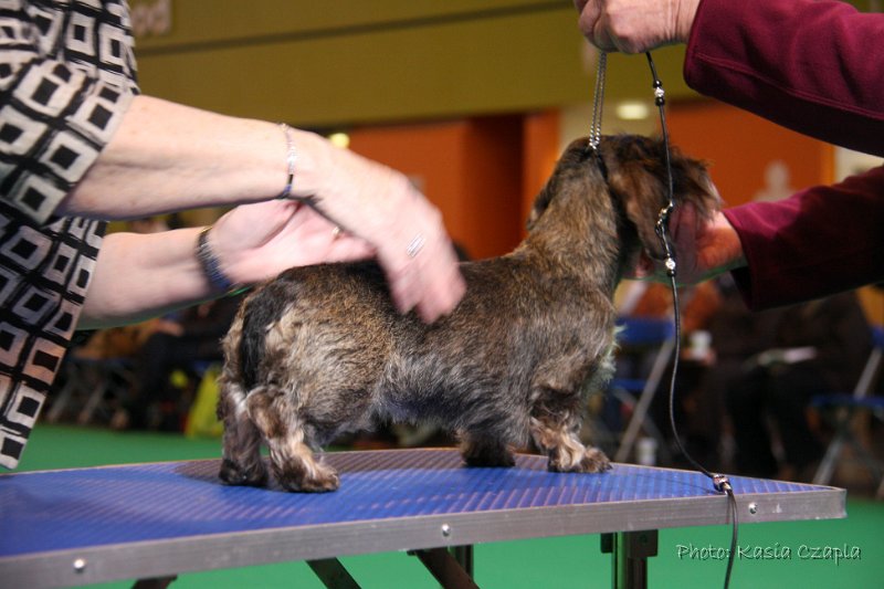 Crufts2010 650.jpg